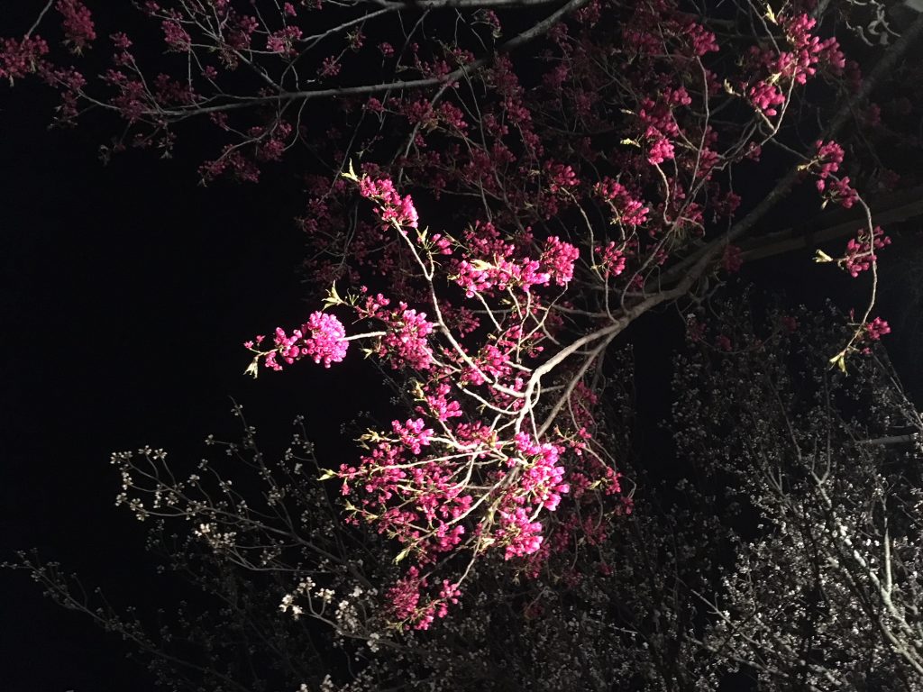 京都・二条城の桜